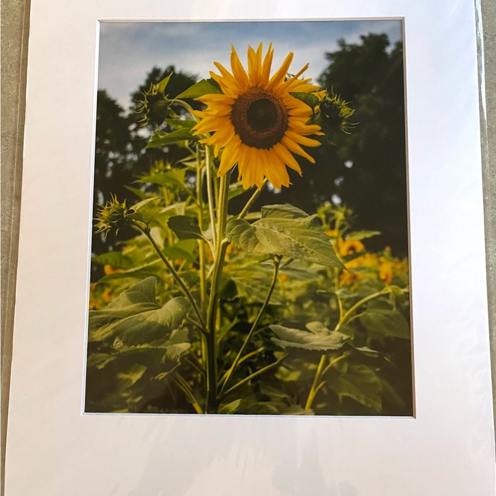 Sunflower Farm Print